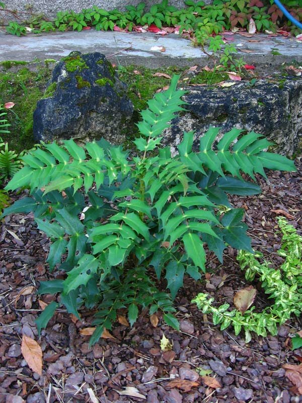 Mahonia japonica,  